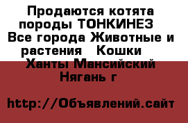 Продаются котята породы ТОНКИНЕЗ - Все города Животные и растения » Кошки   . Ханты-Мансийский,Нягань г.
